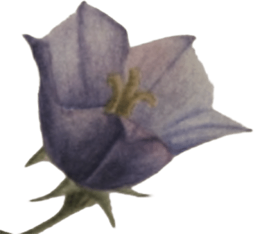 blubell cut out 2